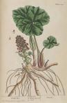 222c Butterbur.