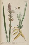 238c True White Asphodel.