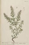 318c Winter Savory.