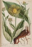 473c Elecampane.