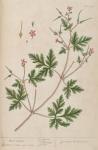 480c Herb Robert.