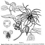 Figure 1. Branch of Clematis crispa.