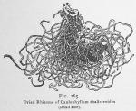 Fig. 165. Dried rhizome of Caulophyllum thalictroi...