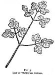 Figure 3. Leaf of Thalictrum dioicum.