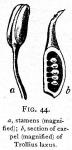 Fig. 44. Stamens and section of carpel