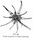 Fig. 49. Flower of Coptis occidentalis.