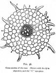 Fig. 56. Cross section of the root.