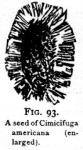 Fig. 93. A seed of Cimicifuga americana.