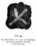 Fig. 94. A cross-section of a root