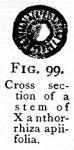 Fig. 99. Cross section of a stem of Xanthorrhiza ...