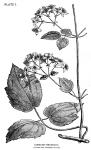 Plate 1. Clematis Virginiana.