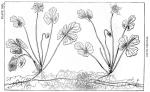 Plate 13. Coptis trifolia.