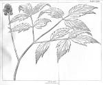 Plate 18. Actaea alba. Flowering top 