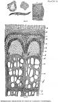 Plate 2. Microscopic Structure of Stem of Clematis...