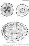 Plate 24. Microscopic structure of Cimicifuga.