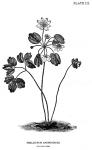 Plate 3. Thalictrum anemonoides.