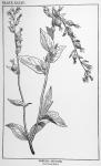 Plate 34. Lobelia inflata.