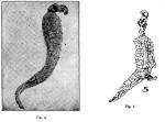 Fig. 14. Fig. 4 - 5. Roots.