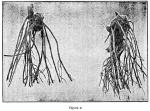 Fig. 49. Fig. 3. Root grade.