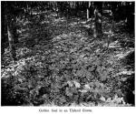 Fig. 57. Golden Seal in an Upland Grove.