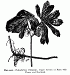 Fig. 66. May-apple (Podophyllum peltatum)