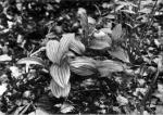 Fig. 68. Cypripedium.