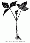 Fig. 72. Wild Turnip (Arisaema Triphyllum).