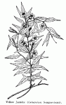 Fig. 79. Yellow Jasmine (Gelsemium Sempervirens).