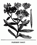 Fig. 93. Pleurisy Root.