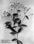 Fig. 96. Gillenia trifoliata, Indian Physic, Bowma...