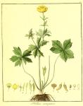 Vol. 01. Bild 12. Trollius europaeus.