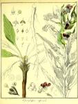 Vol. 01. Bild 26. Cynoglossum officinale 2.