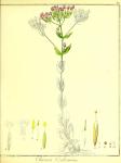 Vol. 01. Bild 29. Chironia centaurium 2.