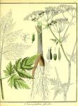 Vol. 01. Bild 33. Chaerophyllum sylvestre 2.