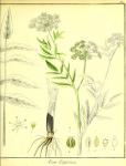 Vol. 01. Bild 38. Sium latifolium 2.