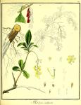 Vol. 01. Bild 41. Berberis vulgaris 2.