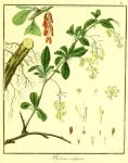 Vol. 01. Bild 41. Berberis vulgaris.