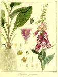 Vol. 01. Bild 45. Digitalis purpurea.