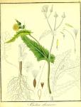 Vol. 01. Bild 48. Sonchus oleraceus 2.