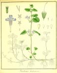 Vol. 02. Bild 08. Glechoma hederacea 2.