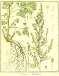 Vol. 02. Bild 11. Artemisia absinthium.