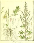 Vol. 02. Bild 12. Artemisia vulgaris.