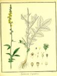 Vol. 02. Bild 19. Agrimonia eupatoria 2.