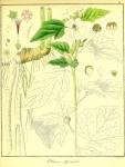 Vol. 02. Bild 25. Althaea officinalis 2.