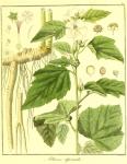 Vol. 02. Bild 25. Althaea officinalis.