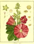 Vol. 02. Bild 26. Althaea rosea.