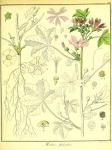 Vol. 02. Bild 28. Malva sylvestris 2.