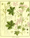 Vol. 02. Bild 28. Malva sylvestris.