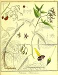 Vol. 02. Bild 39. Solanum dulcamara 2.