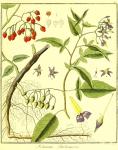 Vol. 02. Bild 39. Solanum dulcamara.